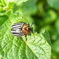 Miniatuurafbeelding voor de versie van 25 jun 2010 17:06