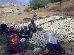 Kurdish women preparing kashk in a village at Turkey