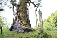 天然記念物指定石碑。主幹下部の空洞は樹脂で塞がれている。2023年10月25日撮影。