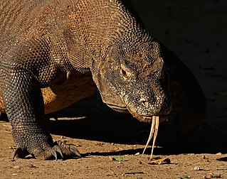 Dragão-de-komodo (Varanus komodoensis) no Parque Nacional de Komodo, ilha de Rinca, Indonésia. (definição 3 670 × 2 895)