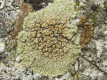 Lecanora muralis 289533.jpg