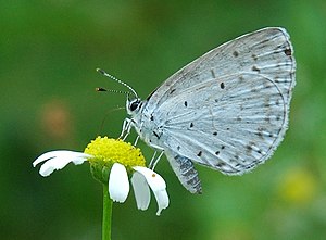 Celastrina argiolus