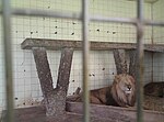 Miniatura para Parque zoológico de Tirana