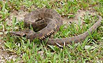 Miniatura para Bothrops matogrossensis