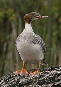 M. m. merganser, самка