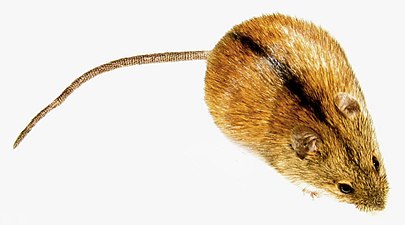 Souris des champs (Apodemus agrarius)