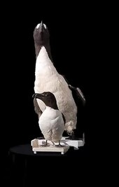 Файл: Центр биоразнообразия Naturalis - RMNH.AVES.110104 - Pinguinus impennis Linnaeus, 1758 - Alca torda Linnaeus, 1758 - Большой гуманоид - Razorbill - образец - video.webm