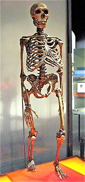 Photo en intérieur d'un squelette reconstitué en station debout sur une plaque colorée.