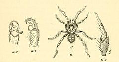 Description de l'image Nemesia eleanora O. Pickard-Cambridge, in Moggridge, 1873.jpg.