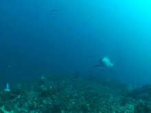 Файл: Oceanic-Sharks-Clean-at-Coastal-Seamount-pone.0014755.s003.ogv