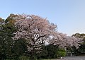 大分縣護國神社の桜