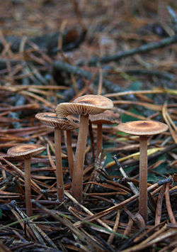 Vėlyvoji plempė (Collybia putilla)