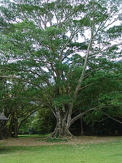 Inga feuillei no Jardim Botânico Ho'omaluhia, em Oahu, no Havaí, nos Estados Unidos