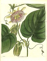 Botanische illustratie uit 1830 van William Jackson Hooker 'Curtis's Botanical Magazine)
