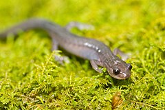 Description de l'image Plethodon montanus.jpg.