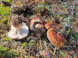 Pruunikas vöötnarmik Phellodon fuligineoalbus