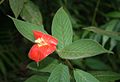 Květenství Psychotria poeppigiana