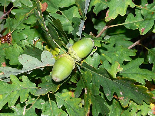 Quercus petraea foliage acorns Bulgaria