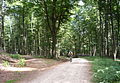 Hessischer Radfernweg R6 auf dem Herzogsweg nahe der Platte