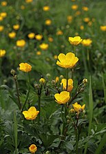 Ranunculus repens (creeping buttercup)