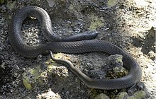 Cryptophis nigrescens