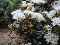 Sumpfporst (Rhododendron tomentosum oder Ledum palustre)