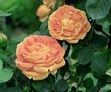 pernetiana rose