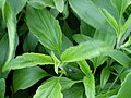 Salvia farinacea 0.3 R.jpg