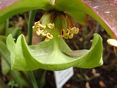 Sarracenia purpurea mit regenschirmartigem, blattförmigem Griffel unter deren Spitzen die hakenförmigen Narben sitzen