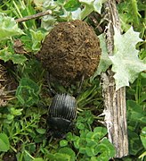 Un escaravello tunelador traballando