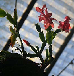 Schlumbergera truncata