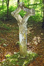 Croix percée de Semond dans le bois de la Plaine.