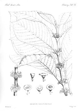 Siparunaceae