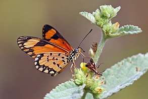 Male A. s. serena Gambia