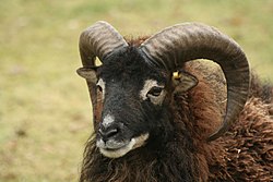 Image illustrative de l’article Mouton de Soay