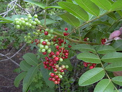 Schinus terebinthifolius