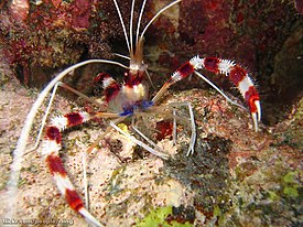 Ленточная коралловая креветка (Stenopus hispidus)