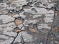 Photograph of exposed fossil tree bases at Blue Beach, Nova Scotia.