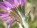 S. molle bracts, involucre, and phyllaries