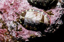 Chitonas (Tonicella lineata)