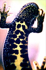 Underside of a crested newt from head to lower belly, showing large black blotches on yellow background