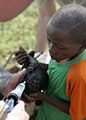 Un soldat américain administre du paraciticide à un mouton lors du premier jour d'un programme d'assistance civile vétérinaire dans le village isolé de Sinede, au Bénin,