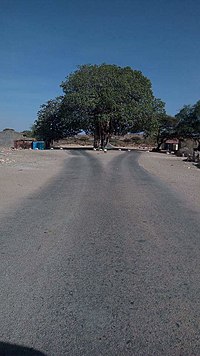 著名なBardaha Wadaamagooの木。幹線道路の中央に立っている。