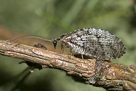 Wesmaelius quadrifasciatus