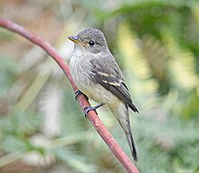A willow flycatcher perched on a branch