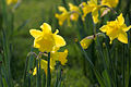 XN Narcissus pseudonarcissus.jpg