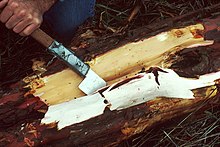 Extraction of taxol from barks of Pacific Yew. Yew bark Taxol PD.jpg