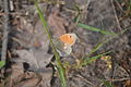 Nummer 1 - Schmetterling - mehr ist leider von meiner Seite aus nicht drinn / Doc Taxon sagt Kleines Wiesenvögelchen (Coenonympha pamphilus)