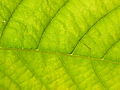 Leaf nervature