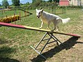 Dumphuske brukt som balanseinstrument i hundesporten agility.